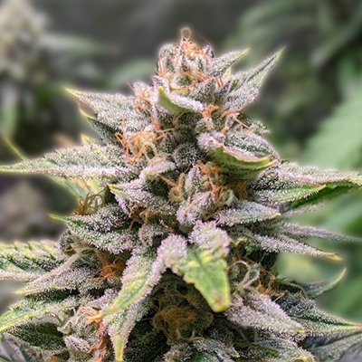 Understanding Lowryder Autoflower The Perfect Choice for Every Grower Understanding Lowryder Autoflower The Perfect Choice for Every Grower